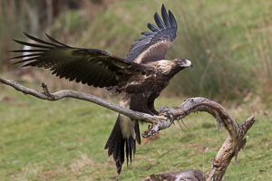 Wedgetaled Eagel 7D_II_AS_26983.jpg