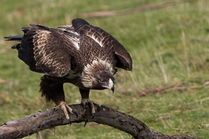 Wedgetailed Eagle 7D_II_AS_27189.jpg