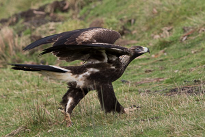 Wedgetaled Eagel 7D_II_AS_27223.jpg