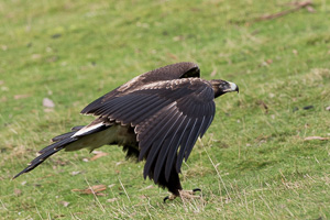 Wedgetaled Eagel 7D_II_AS_27243.jpg