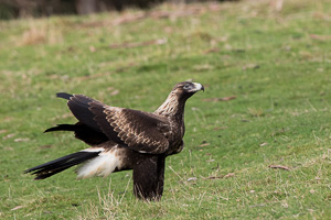 Wedgetaled Eagel 7D_II_AS_27246.jpg