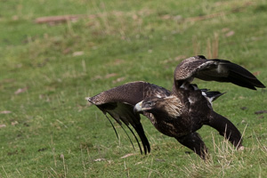 Wedgetailed Eagle 7D_II_AS_27250.jpg