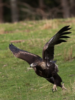 Wedgetaled Eagel 7D_II_AS_27251.jpg