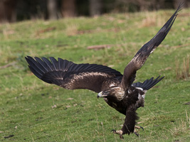 Wedgetaled Eagel 7D_II_AS_27252.jpg