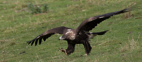 Wedgetaled Eagel 7D_II_AS_27253.jpg