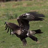 Wedgetaled Eagel 7D_II_AS_27254.jpg