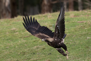 Wedgetaled Eagel 7D_II_AS_27255.jpg