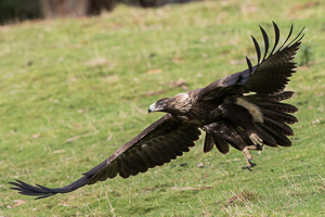 Wedgetailed Eagle 7D_II_AS_27256.jpg