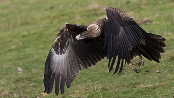 Wedgetailed Eagle 7D_II_AS_27257.jpg