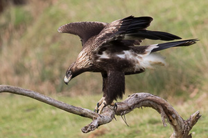 Wedgetaled Eagel 7D_II_AS_27261.jpg