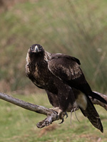 Wedgetaled Eagel 7D_II_AS_27272.jpg