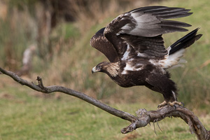 Wedgetaled Eagel 7D_II_AS_27304.jpg