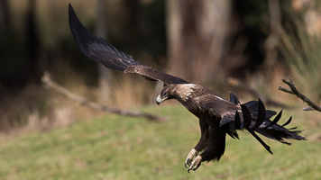 Wedgetaled Eagel 7D_II_AS_27309.jpg