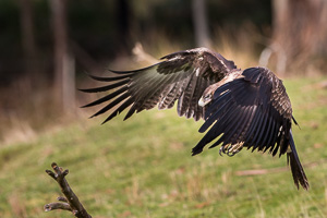 Wedgetailed Eagle 7D_II_AS_27310.jpg