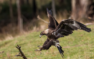 Wedgetailed Eagle 7D_II_AS_27311.jpg