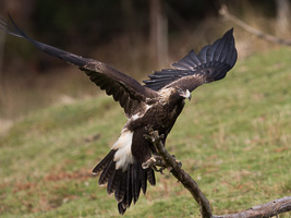 Wedgetaled Eagel 7D_II_AS_27321.jpg