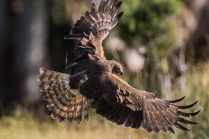 Swamp Harrier 7D_II_AS_28226.jpg