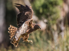 Birds in Flight 7D_II_AS_28227.jpg