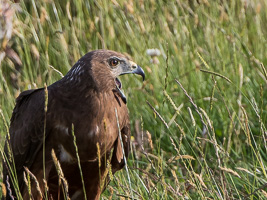 Swamp Harrier 7D_II_AS_28284.jpg