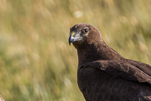 Swamp Harrier 7D_II_AS_28349.jpg