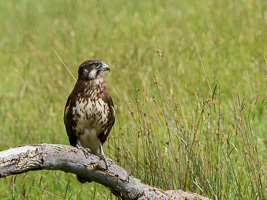Brown Falcon EOS5D_35702.jpg