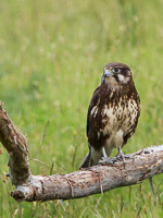 Brown Falcon EOS5D_35714.jpg