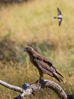 Swamp Harrier EOS5D_35824.jpg
