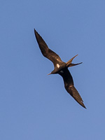 Lesser Frigatebird 7DII_AS_151205_9101.jpg