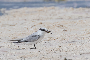 Saunders's Tern 7DII_AS_151206_0067.jpg