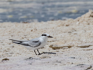 Saunders's Tern 7DII_AS_151206_0102.jpg