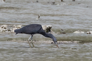 Western Reef Heron 7DII_AS_151206_9630.jpg