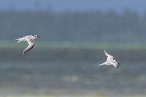 Saunders's Tern 7DII_AS_151206_9938.jpg