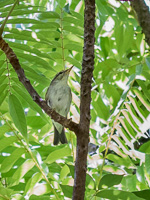 Arctic Warbler 7DII_AS_151207_0020.jpg