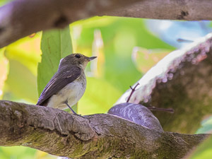 Narcissus Flycatcher 7DII_AS_151207_0036.jpg