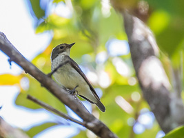 Narcissus Flycatcher 7DII_AS_151207_0170.jpg