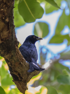 Crow-Billed Drongo 7DII_AS_151207_9683.jpg
