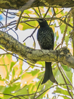 Crow-Billed Drongo 7DII_AS_151207_9743.jpg