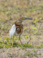 Chinese Pond Heron 7DII_AS_151208_0232-Bearbeitet.jpg