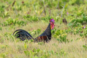 Green Junglefowl 7DII_AS_151208_0421.jpg