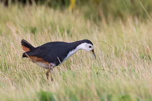 White-Breasted Waterhen 7DII_AS_151208_0451.jpg