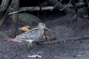 Pin-Tailed Snipe 7DII_AS_151209_0626.jpg