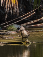 Eurasian Teal 7DII_AS_151209_0659.jpg