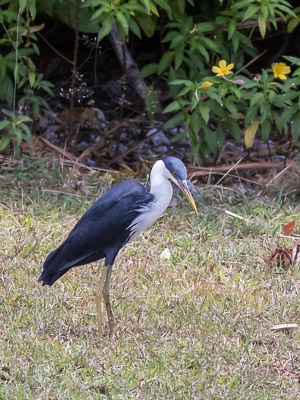 Pied Heron 7DII_AS_151209_0784.jpg