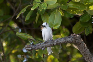 White Tern 7DII_AS_151209_0859.jpg