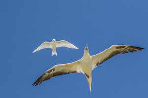 White Tern / Red-Footed Booby 7DII_AS_151210_0872.jpg