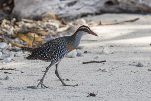 Buff-Banded Rail 7DII_AS_151210_0916.jpg