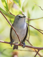 Christmas Whiteeye 7DII_AS_151210_0927.jpg