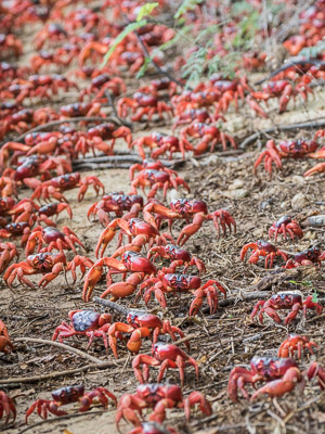 Red Crab migration 7DII_AS_151213_1306.jpg