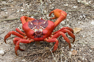 Red Crab migration 7DII_AS_151213_1312.jpg