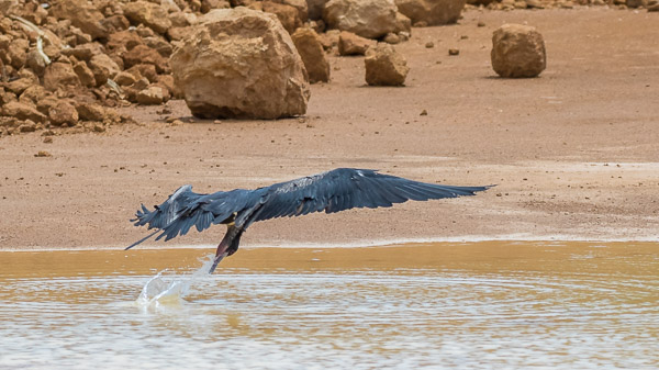 Frigate Birds drinking 7DII_AS_151213_1370.jpg